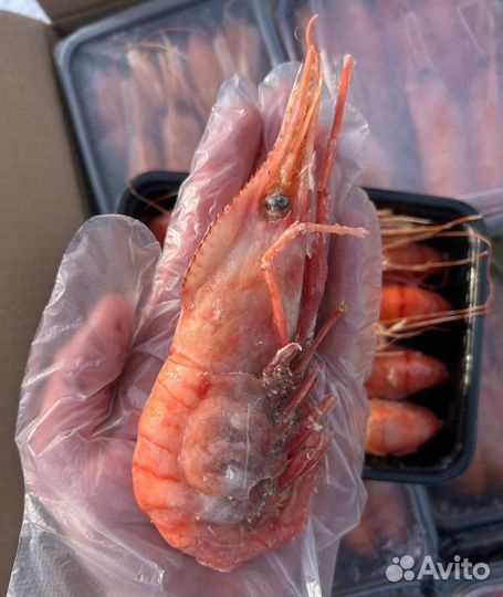 Креветка ботан всех размеров