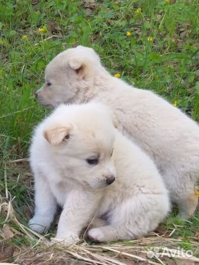 Щенок в ответственные руки бесплатно