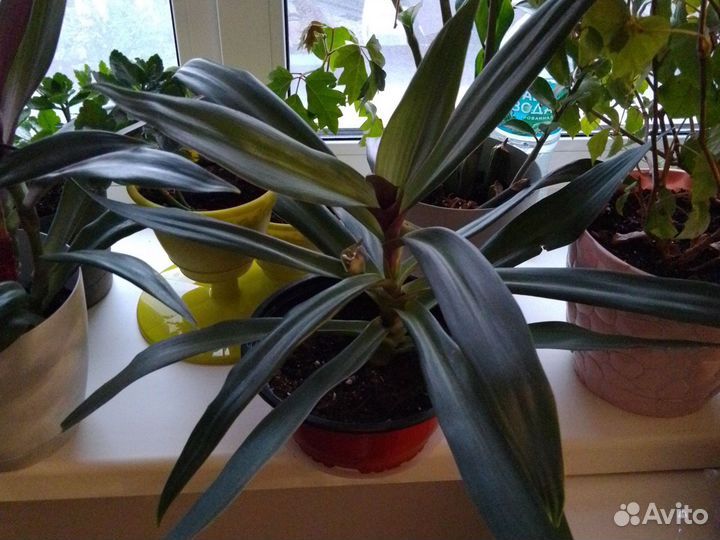 Рэо и Хлорофитум