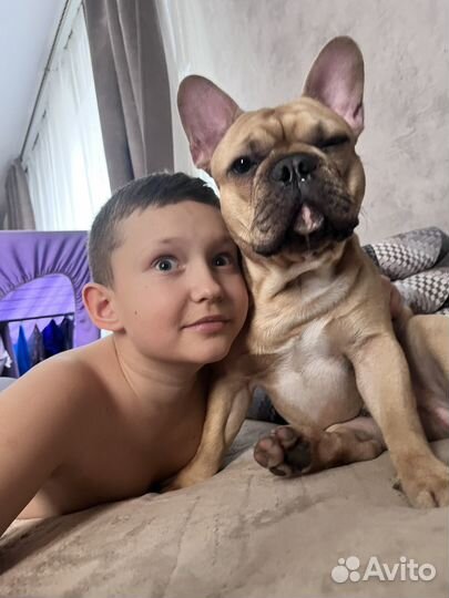 Французский бульдог вязка