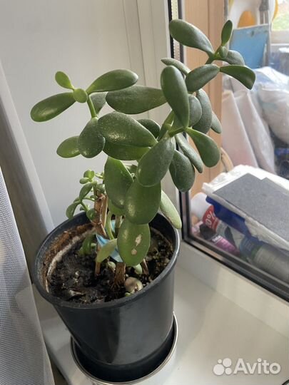 Комнатные растения