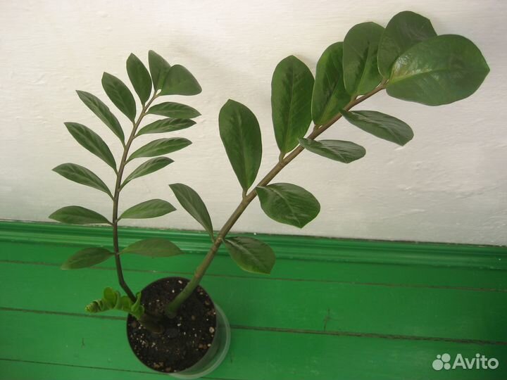 Замиокулькас