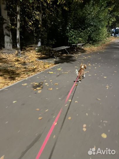 Кавалер кинг чарльз спаниель девочка