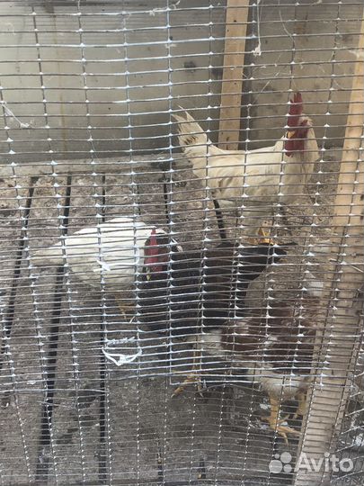 Молодые петухи