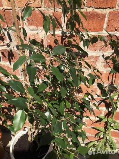 Фикус бенджамина