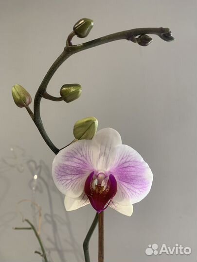 Орхидея фаленопсис