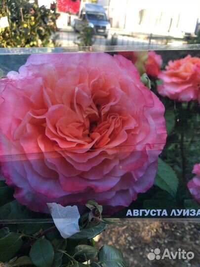 Саженцы роз