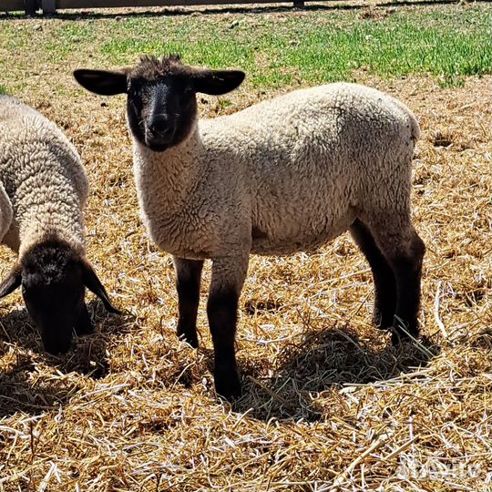 Ягнята баранчики суффолк