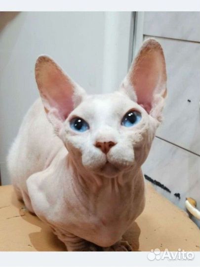 Канадский сфинкс. Бамбино