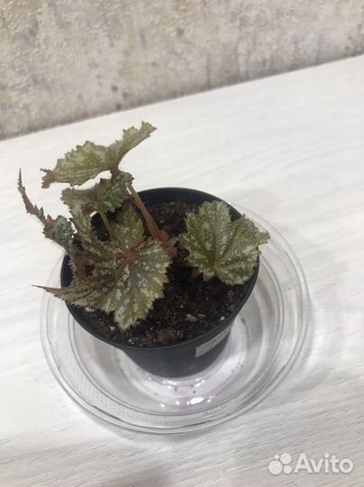 Бегонии декоративно-лиственные