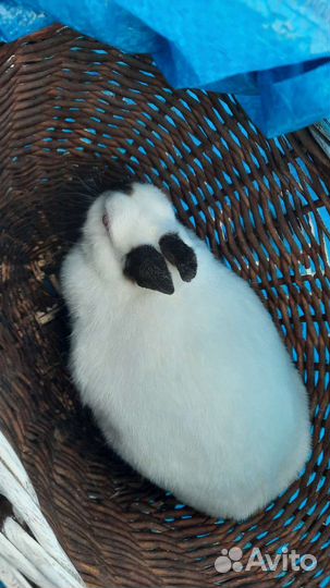 Декоративные кролики в добрые руки