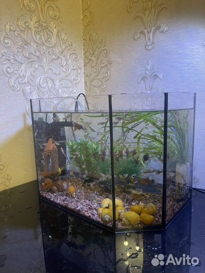 Аквариум