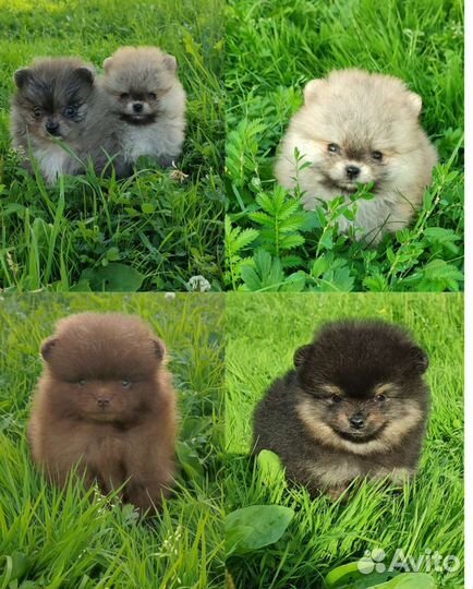 Померанский шпиц