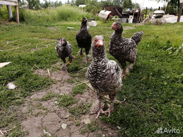 Куры петухи