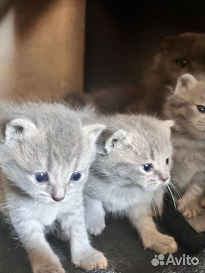 Котята