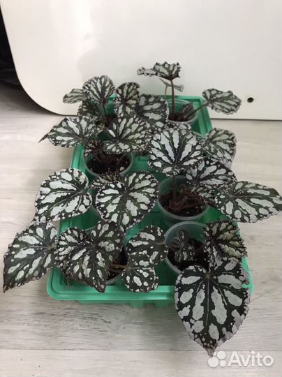 Бегония Flash Dance