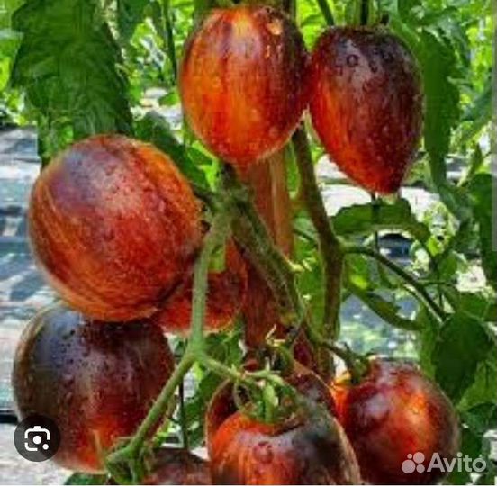 Рассада помидор сортовых