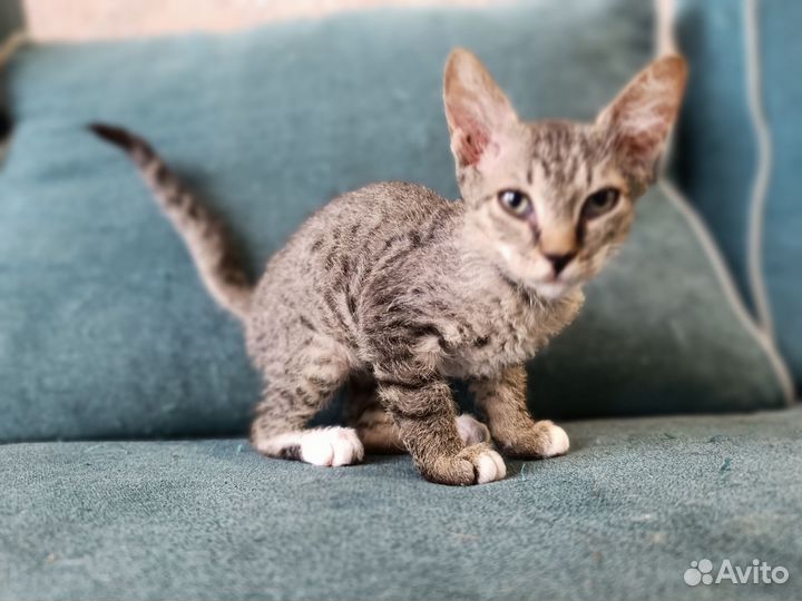 Кошки в добрые руки бесплатно