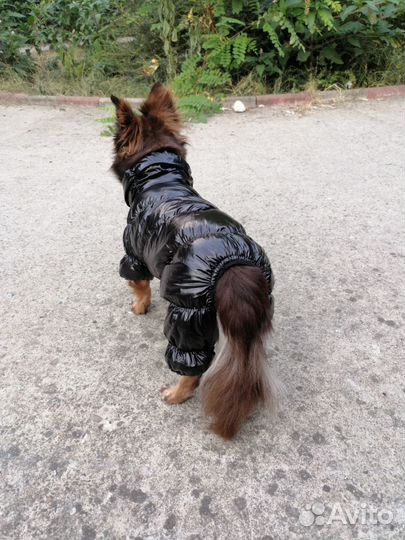 Комбинезон одежда для собак