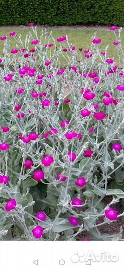 Многолетние цветы