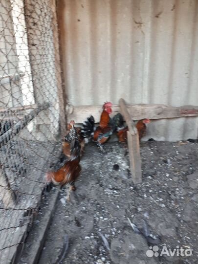 Куры бентамка