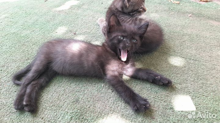 Отдам в добрые руки