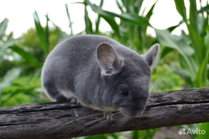 Фиолетовый бархат нс,на