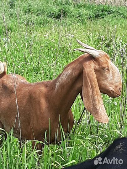 Козы Камори процентные