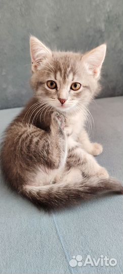 Британские котята