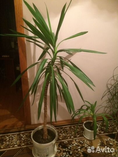 Растения Панданус,Нолина,Фикус Бенджамина