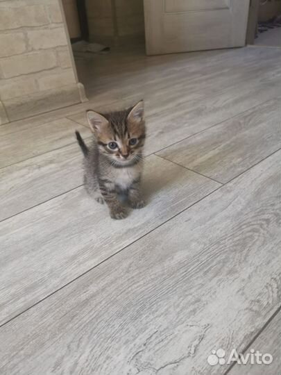 Котята в добрые руки бесплатно