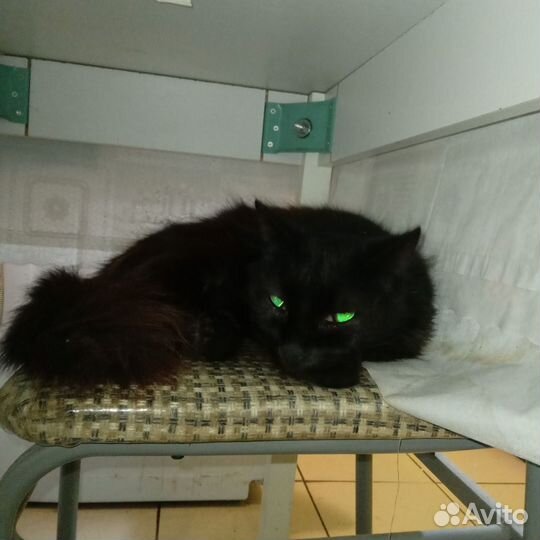 Приблудилась кошка