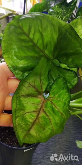 Комнатные цветы