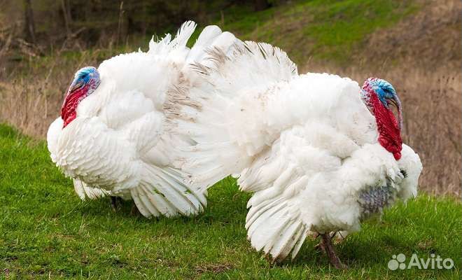 Мясо домашней Индейки