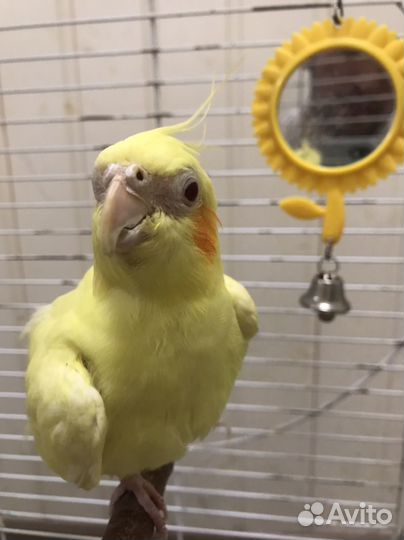 Попугай корелла с клеткой