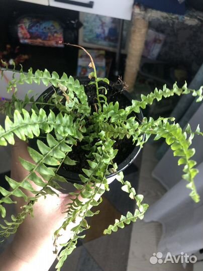 Папоротник комнатный