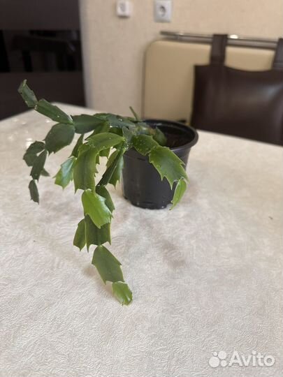 Декабрист шлюмбергера белый