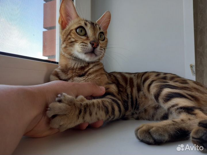 Бенгальская кошка