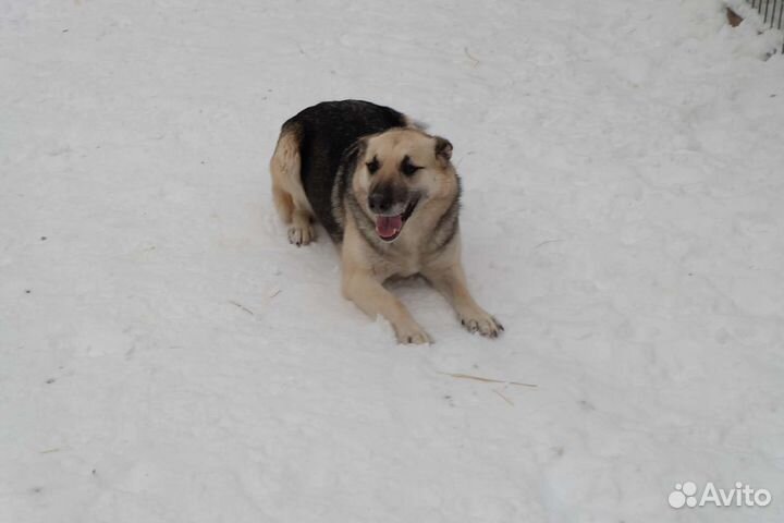 Белка в добрые руки