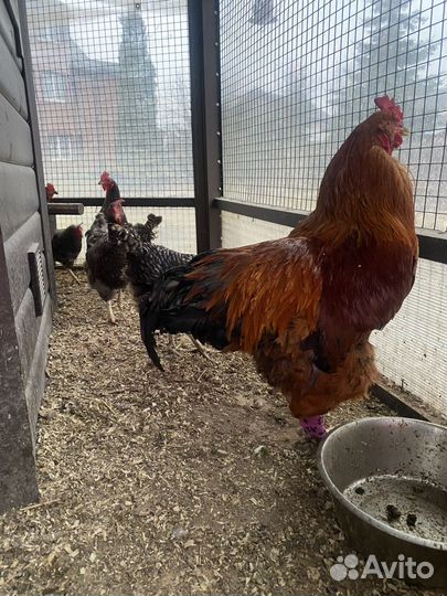 Орнитолог. Онлайн консультация