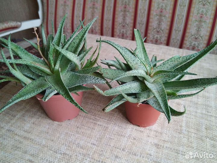 Цветок алоэ Раух Сноуфлейк