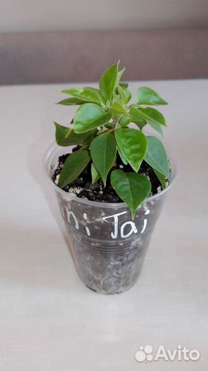 Бугенвиллия