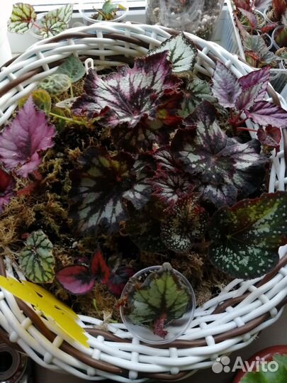 Бегония декоративно лиственная почтой