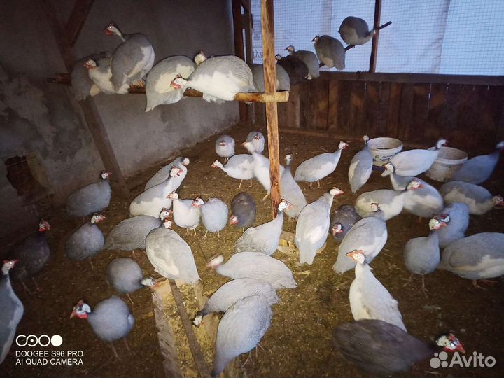 Яйцо цесарки