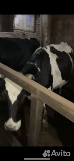 Молочные коровы ярославской породы