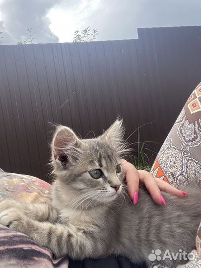 Котенок в добрые руки