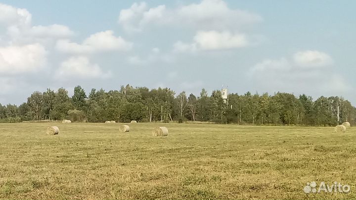 Люцерна сено