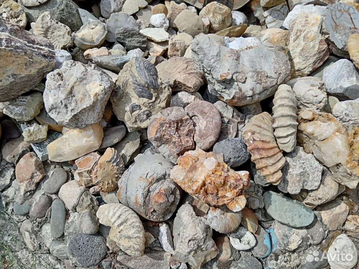 Аммониты. Септарии. Жеоды. Барит. Окаменелости