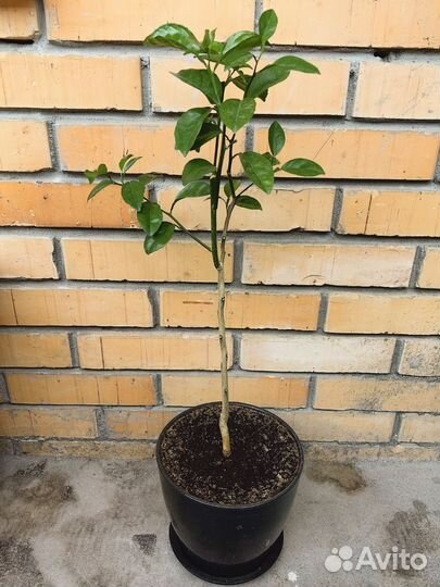 Сансевиерия Ханни Голд