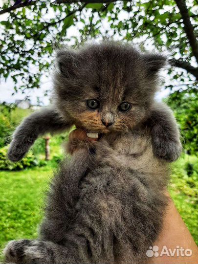 Шотландские кошечки